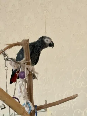 ببغاء كاسكو الافريقي سوبر سوبر جامبو حجم كبير ماشالله تبارك الله بغاء اليف ولعوب ومتحدث تبارك الله