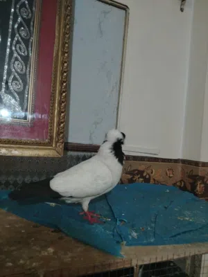 حمام للبيع