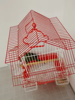 ببغاء كويكر(الراهب) مع قفص مع ماكليتين ومشربيه