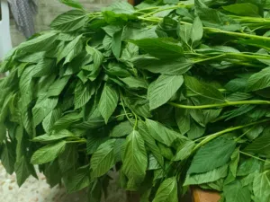ملوخية رحاوبة تخزين وتفريز من اخر قطفة