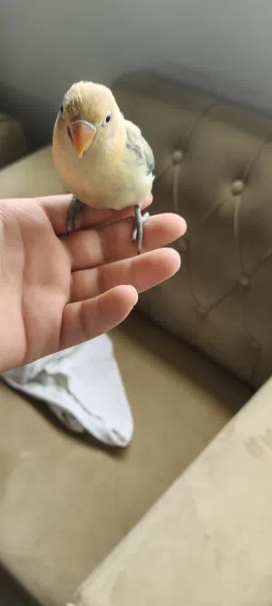 فيشر عمر شهرين ونص