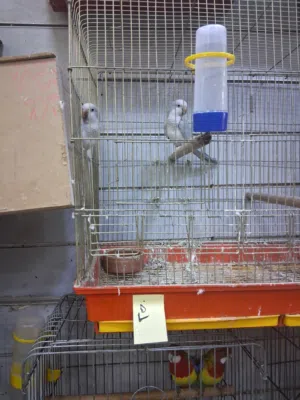 روزيلا كويكر كوكتيل كنار حسون متوفر كلشي