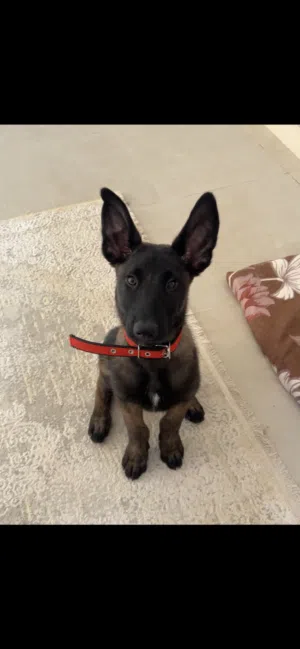 جرو مالينوا 3 شهور