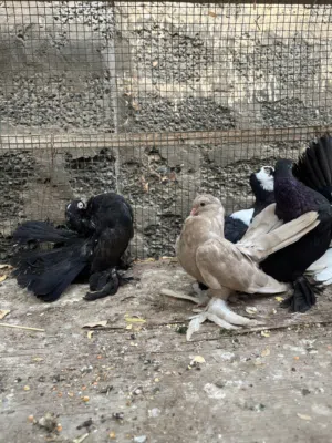 للبيع حمام