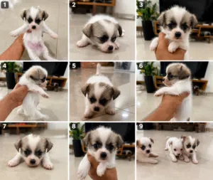 Premium Chihuahua Puppies  UAE Delivery  جراء شيواوا مميزة وصغيرة الحجم