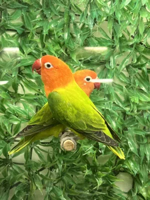 نودار الفشر