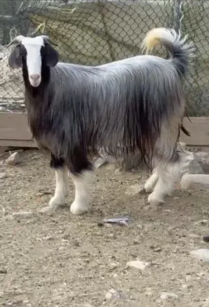 جدي عماني مربى بيت