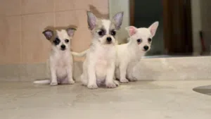 جراء شيواوا صغيرة  ذكور وإناث  Chihuahua Puppies UAE Delivery