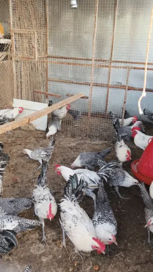 دياكه للبيع الفيومي بيور