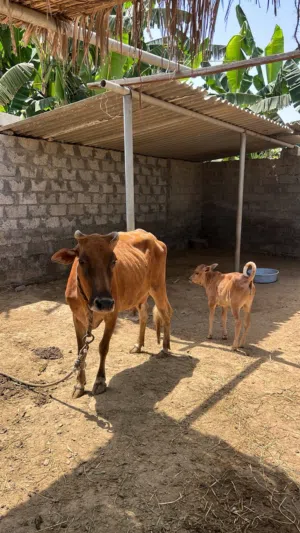 للبيع بقره مع ولدها عجل