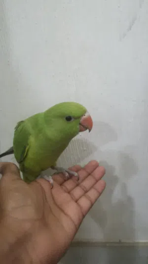 للبيع دره اليف