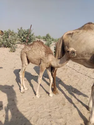 لبيع قعود سنه أربع شهور مطلوب 5