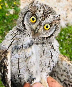 مناسبة للبيوت والأشخاص اللي بدهم حيوان مميز مش تقليدي