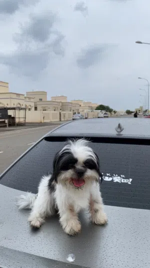 شيتزو انثى لتلقيح مع ذكر