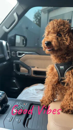 Poodle dog male and female 7000 for both
