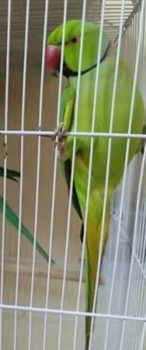 الوصف مهم قابل لمراوس