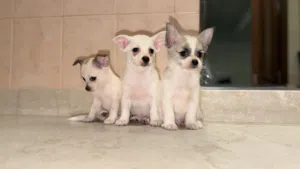 جراء شيواوا صغيرة ذكور وإناث Chihuahua Puppies UAE Delivery 1500
