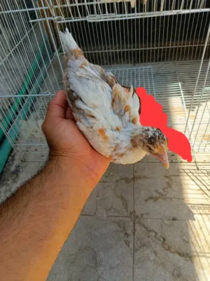زوج افراخ ماكنتوش عراقي  العمر شهرين صحه فول