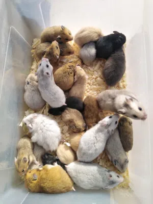 متوفر هامسترات 34 حبه