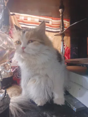 شيرازي انثى