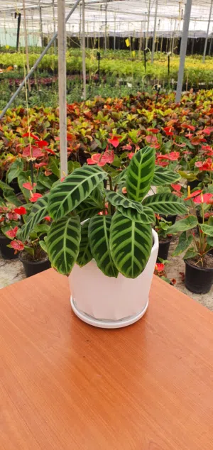 نباتات زينة - مختلف الاحجام والانواع ( Premium Plants )