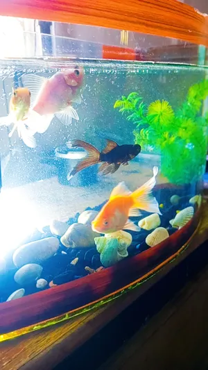 Accessories . Fish1