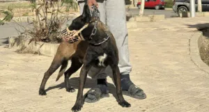 كلب مالينو (للحراسه )