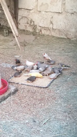 زيبرا غليظه3/4كلهن كوبيات بانتاجهن