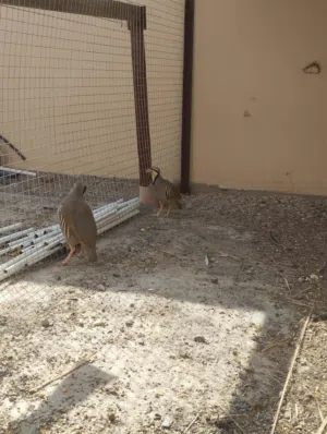 طائر الحجل ذكر وانثاء
