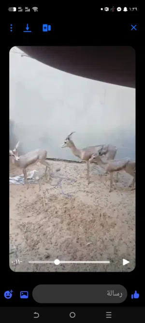غزالة تحتها زوز جديان دكوار