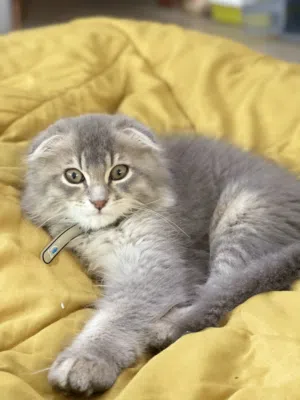 قط مكس سكوتش شانشيلا ذكر للبيع