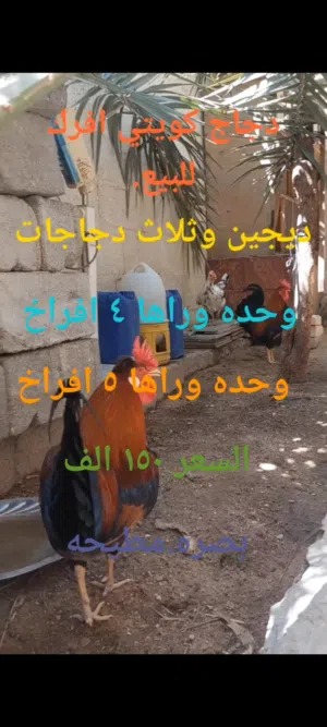 دجاج كويتي افرك للبيع
