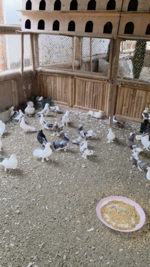 حمام للبيع بالجمله