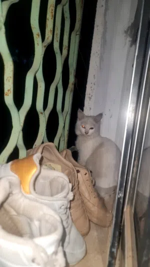 قط تبني موجود في عمان