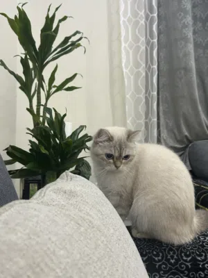 للبيع برتش شورت هير انثى for sale British short hair
