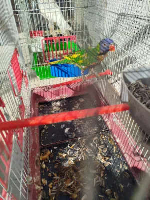 لوري اليف متكلم طفره من النوادر