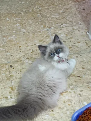 مرحبا عندي قطه انثى مواليد شهر 3 نوعها هملايا للبيع ب 30 دينار ويلي بده ما رح اقصر معه موقعي عمان ال