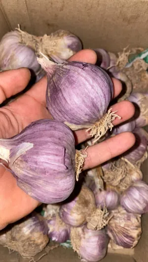 ثوم عماني وشب