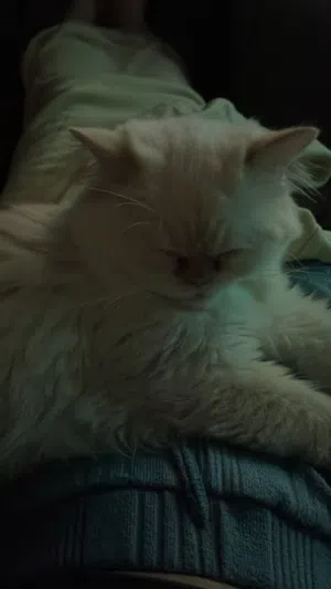 قطه ام و اربع اطفال تبني مجاني ضروري
