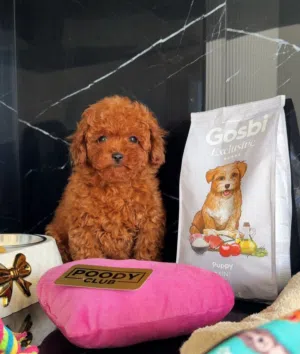 poodle puppies
