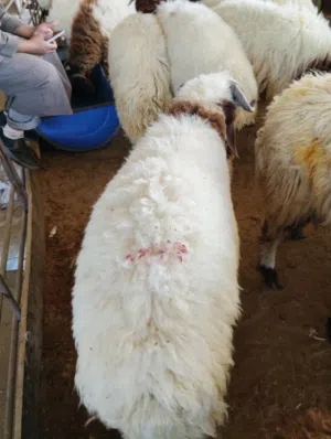 Naeemi Kuwaiti