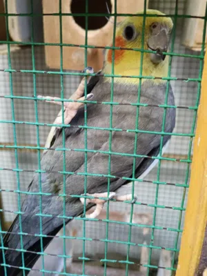 ببغاء كوكتيل (كروان)