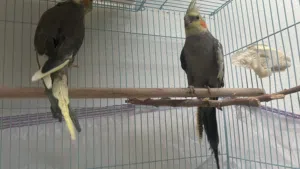 زوج كوكتيل مع اغراضه والقفص للبيع