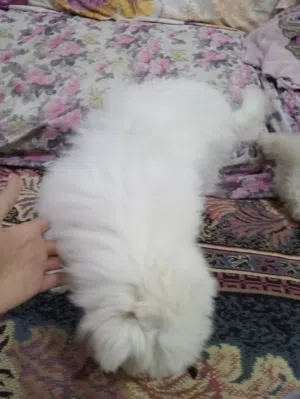 كلب لولو دكر و نتاية للبيع