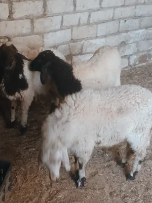 4 فطايم عز ماتمقرس الله يبارك فطايم نظاف عودهم باهي