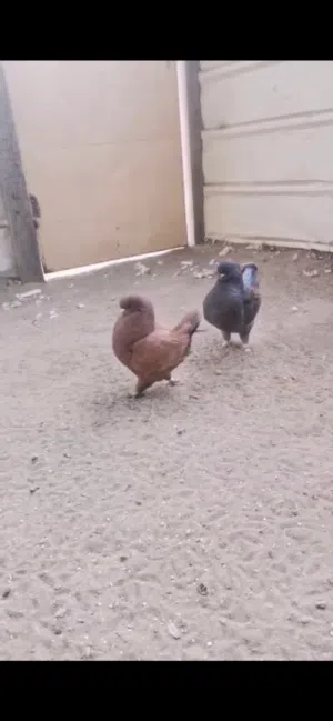 زوج مودينا أمريكي منتج مستوى فااااخررر يوجد فيديو واتساب