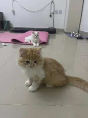 Persian kitten 2months old