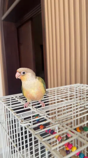 ببغاء كينور صغير (لايوجد توصيل ) ببغاء اليف ومشيط و شبه عدد داخلي في عض خفيف مع التعامل الغلط
