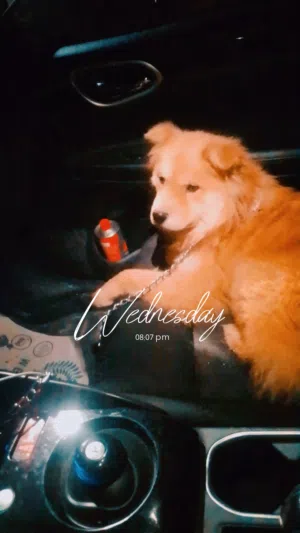 شيواوا ذكر للبيع او البدل