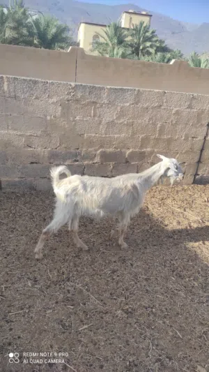 للبيع او البدل شاه عشار جلح